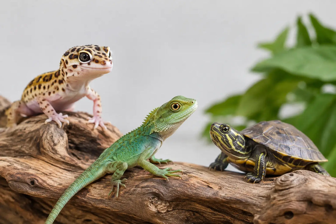 Top Miniature Reptiles for Collectors to Pose